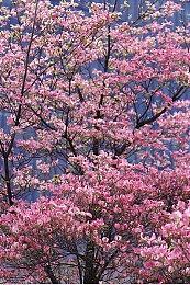 《Garry's Mod》玩家数超过2000万 两倍于《半条命2》销量